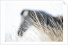 Zebra and thatch grass by Anonymous