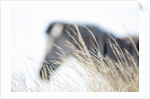 Zebra and thatch grass by Anonymous