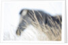Zebra and thatch grass by Anonymous
