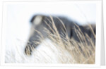 Zebra and thatch grass by Anonymous
