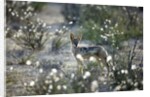 Blackbacked Jackal, Botswana by Anonymous