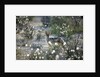 Blackbacked Jackal, Botswana by Anonymous