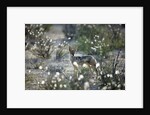 Blackbacked Jackal, Botswana by Anonymous