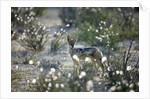 Blackbacked Jackal, Botswana by Anonymous