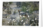 Blackbacked Jackal, Botswana by Anonymous