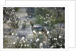 Blackbacked Jackal, Botswana by Anonymous
