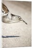 Kori Bustard, Botswana by Anonymous