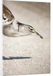 Kori Bustard, Botswana by Anonymous