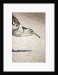 Kori Bustard, Botswana by Anonymous