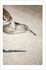 Kori Bustard, Botswana by Anonymous
