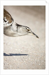 Kori Bustard, Botswana by Anonymous