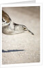 Kori Bustard, Botswana by Anonymous