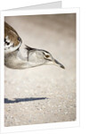 Kori Bustard, Botswana by Anonymous