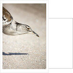 Kori Bustard, Botswana by Anonymous