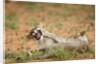 Young lions playing, Botswana by Anonymous