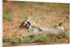 Young lions playing, Botswana by Anonymous