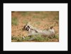 Young lions playing, Botswana by Anonymous