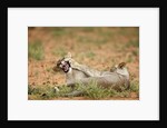 Young lions playing, Botswana by Anonymous