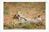 Young lions playing, Botswana by Anonymous