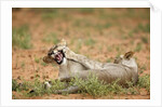 Young lions playing, Botswana by Anonymous
