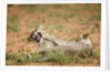Young lions playing, Botswana by Anonymous