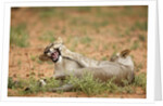 Young lions playing, Botswana by Anonymous