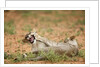 Young lions playing, Botswana by Anonymous