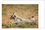Young lions playing, Botswana by Anonymous