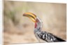 Yellow-billed Hornbill, Botswana by Anonymous