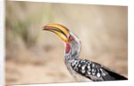Yellow-billed Hornbill, Botswana by Anonymous