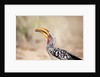 Yellow-billed Hornbill, Botswana by Anonymous