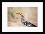 Yellow-billed Hornbill, Botswana by Anonymous