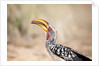 Yellow-billed Hornbill, Botswana by Anonymous