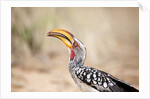 Yellow-billed Hornbill, Botswana by Anonymous
