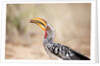 Yellow-billed Hornbill, Botswana by Anonymous