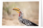 Yellow-billed Hornbill, Botswana by Anonymous