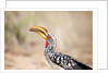 Yellow-billed Hornbill, Botswana by Anonymous