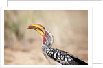 Yellow-billed Hornbill, Botswana by Anonymous
