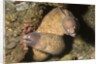 White-Eyed Moray Eels by Anonymous