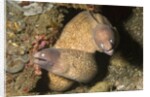 White-Eyed Moray Eels by Anonymous