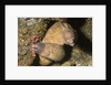 White-Eyed Moray Eels by Anonymous