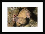 White-Eyed Moray Eels by Anonymous