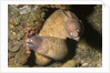 White-Eyed Moray Eels by Anonymous