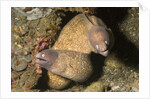 White-Eyed Moray Eels by Anonymous