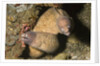 White-Eyed Moray Eels by Anonymous