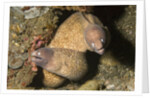 White-Eyed Moray Eels by Anonymous