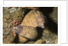 White-Eyed Moray Eels by Anonymous