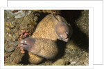 White-Eyed Moray Eels by Anonymous
