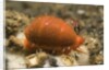 Translucent Tapering Cowrie by Anonymous