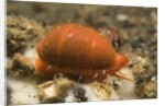 Translucent Tapering Cowrie by Anonymous